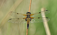 Four-spotted Chaser (Libellula quadrimaculata)